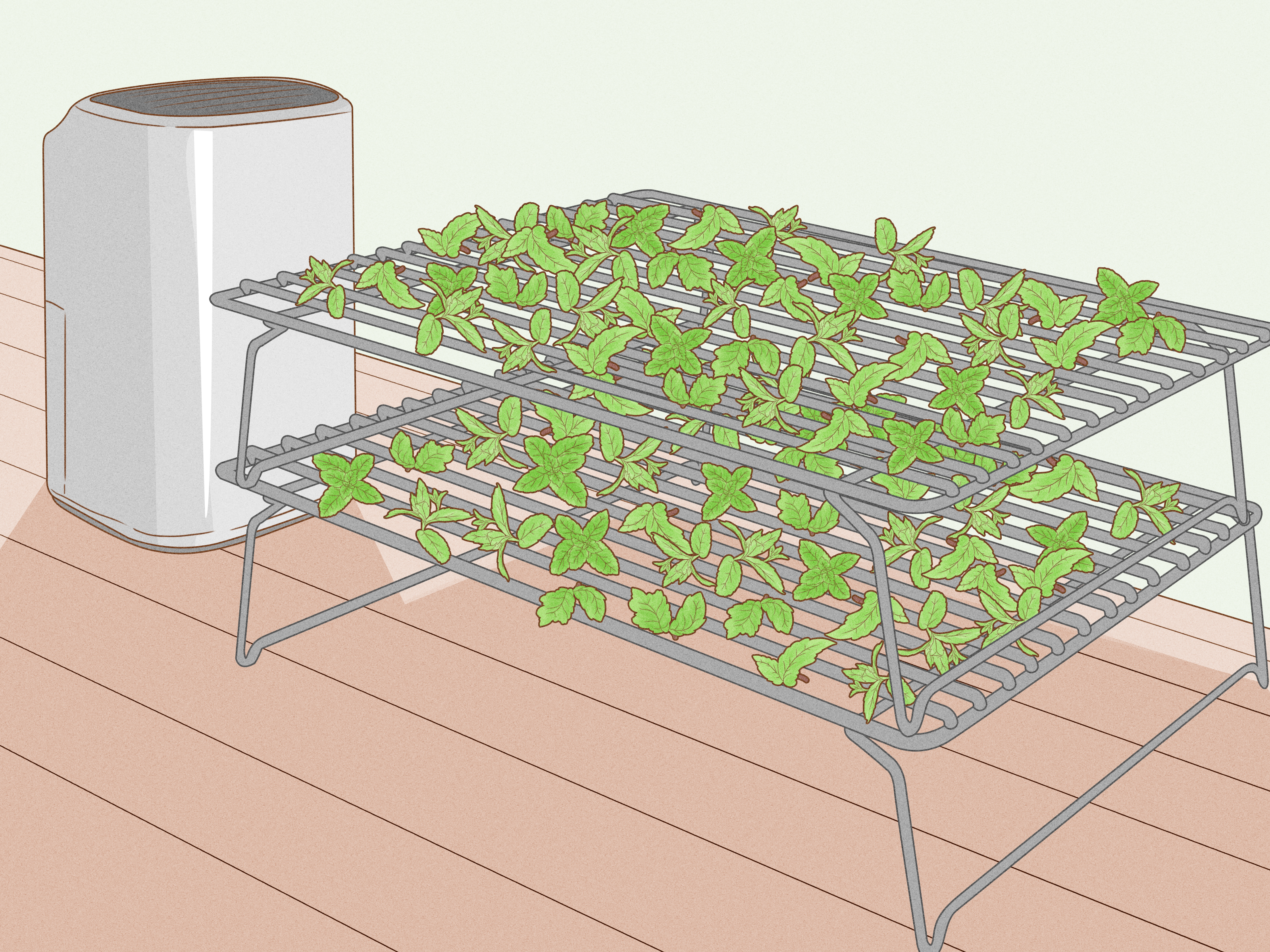 how to dry mint - Article 2